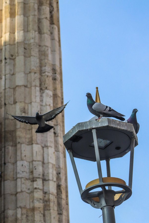 Dépigeonnage en Île-de-France : des solutions durables et sûres